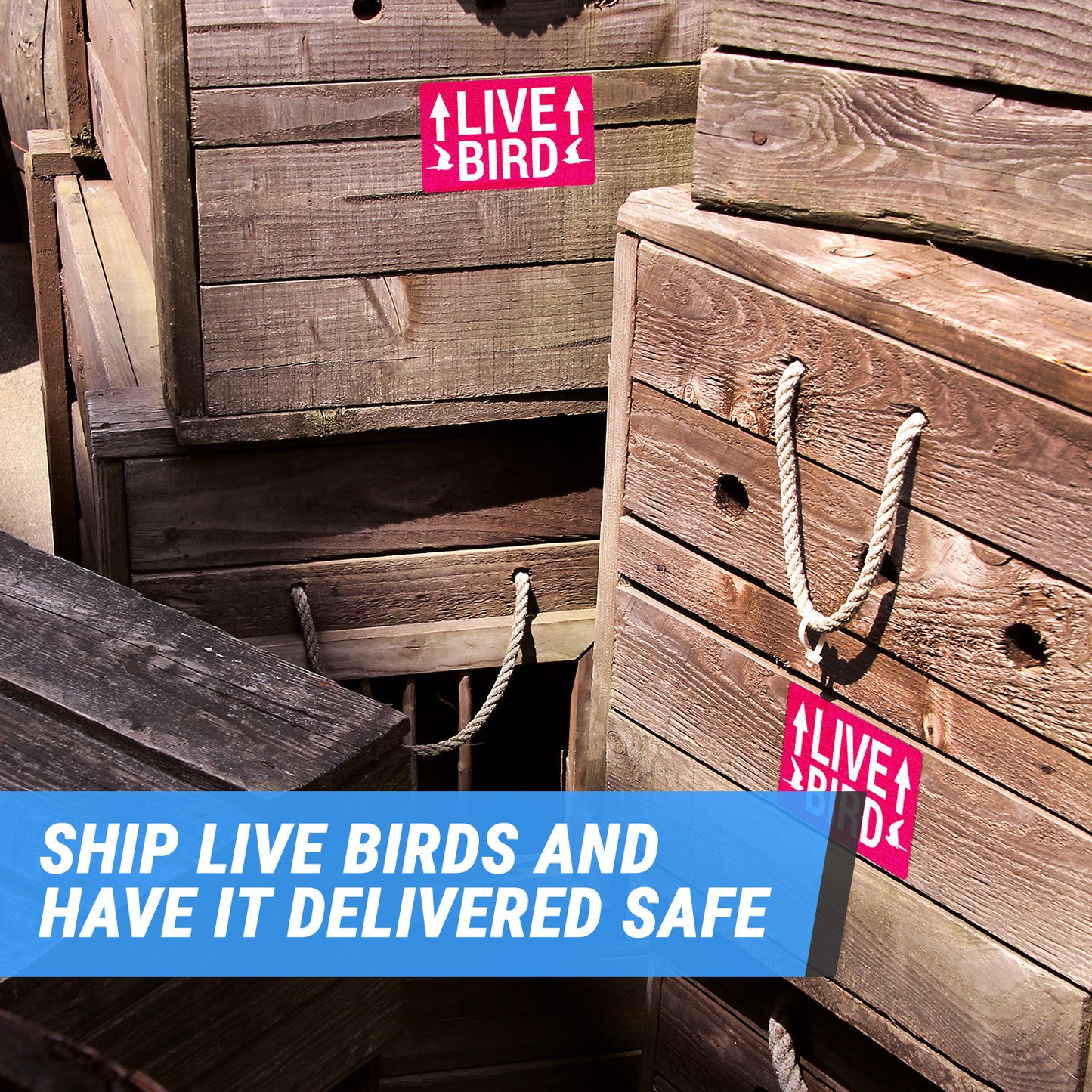 5 x 3in Stickers: Live Bird This Side Up Labels (Red)