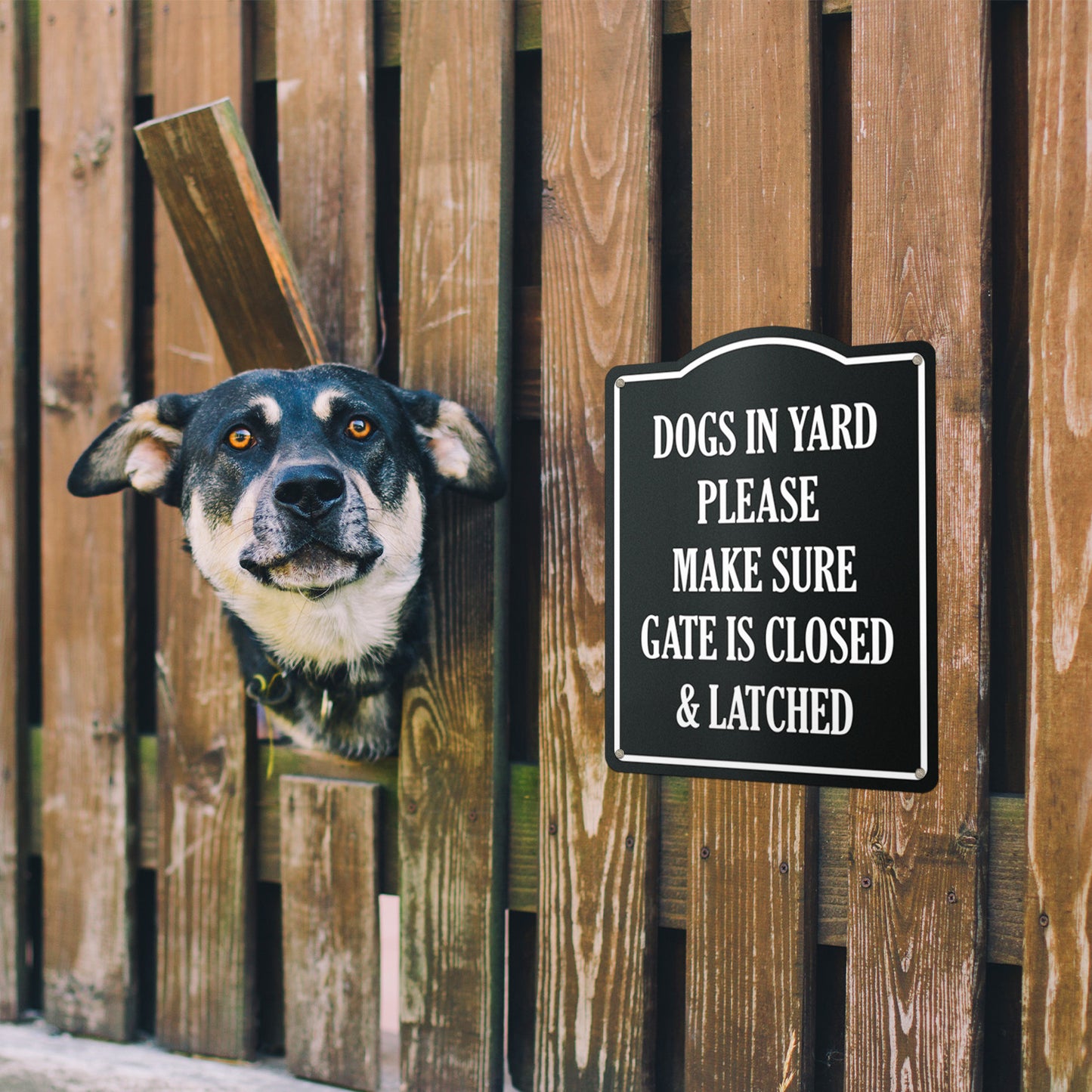 8 x 10in Dogs in Yard Aluminum Sign